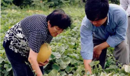 新疆吃瓜最新爆料新闻,揭秘背后真相与争议